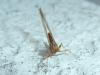 Cloeon dipterum